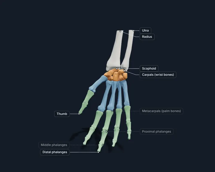 3D hand and wrist bones: carpals, metacarpals and phalanges with the ends of the radius and ulna