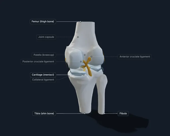 3D knee joint: femur, tibia, fibula and patella with the cartilage menisci and cruciate ligaments