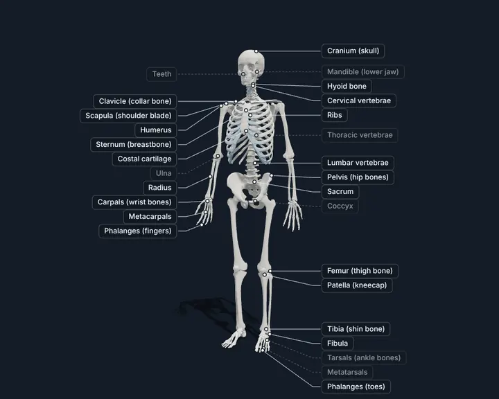 Labelled 3D human skeleton: cranium, clavicle, scapula, sternum, ribs, humerus, radius, ulna, pelvis, femur, patella, tibia and fibula