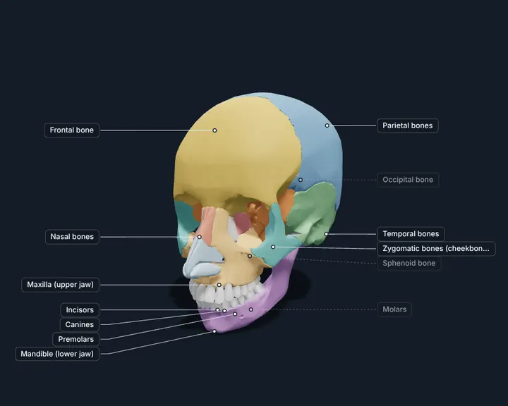 3D human skull with each bone in its own colour: frontal, parietal, temporal, occipital, maxilla and mandible, with the teeth