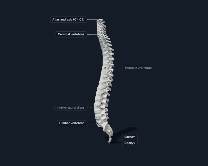3D vertebral column from the atlas to the coccyx with the intervertebral discs and the cervical, thoracic and lumbar regions